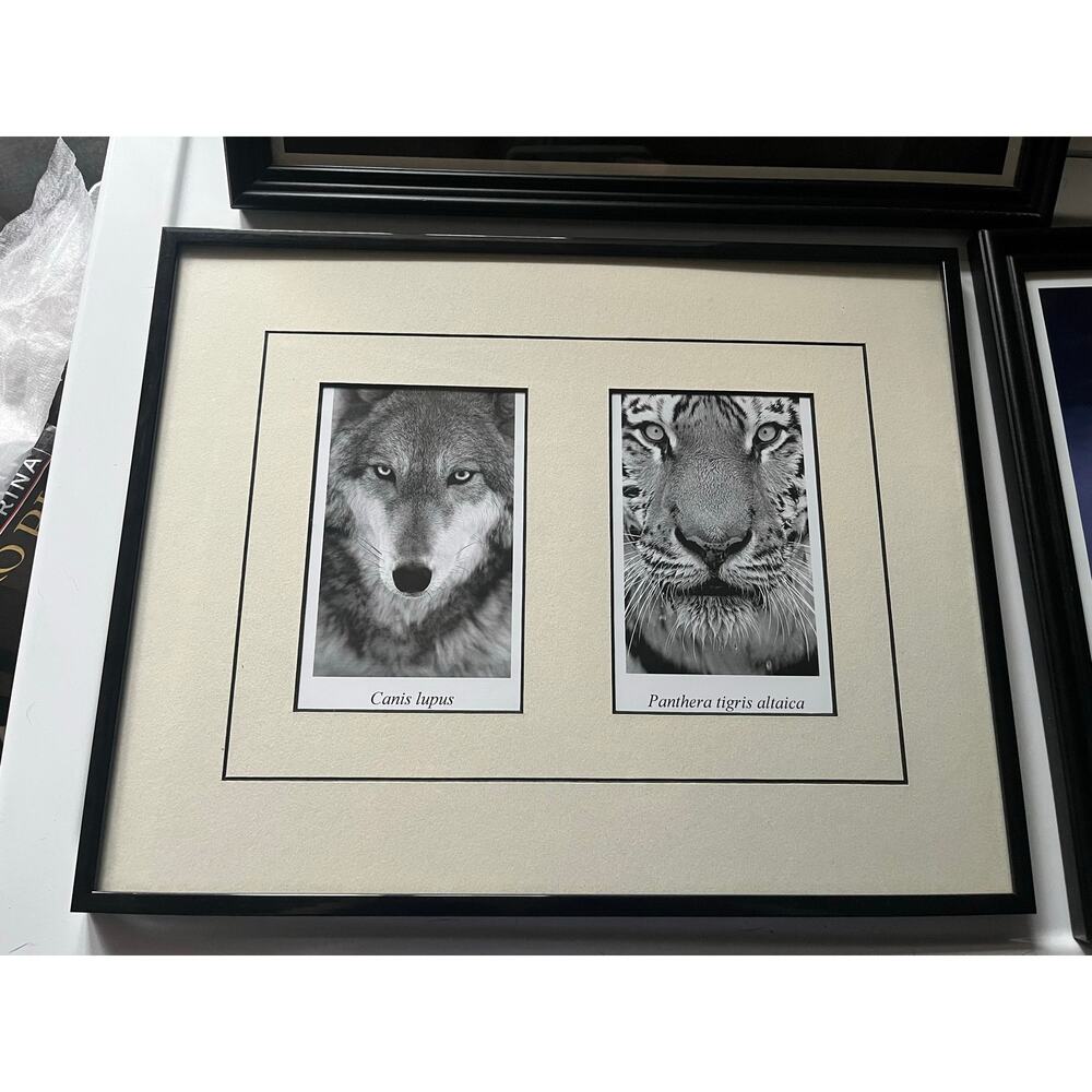 Framed Wall Art Tiger and Wolf Photographs